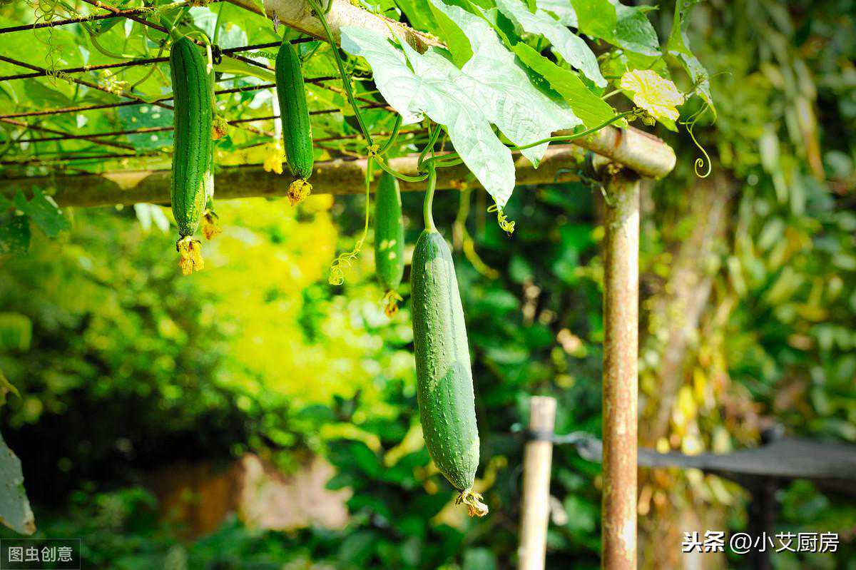 “夏天吃丝瓜，不把药来抓”丝瓜的4种做法，简单实用，清甜爽脆
