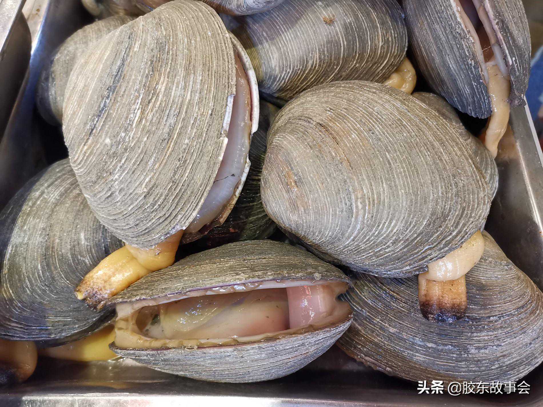 胶东美食小知识：“天鹅蛋”这种海鲜，跟很多蔬菜都搭配