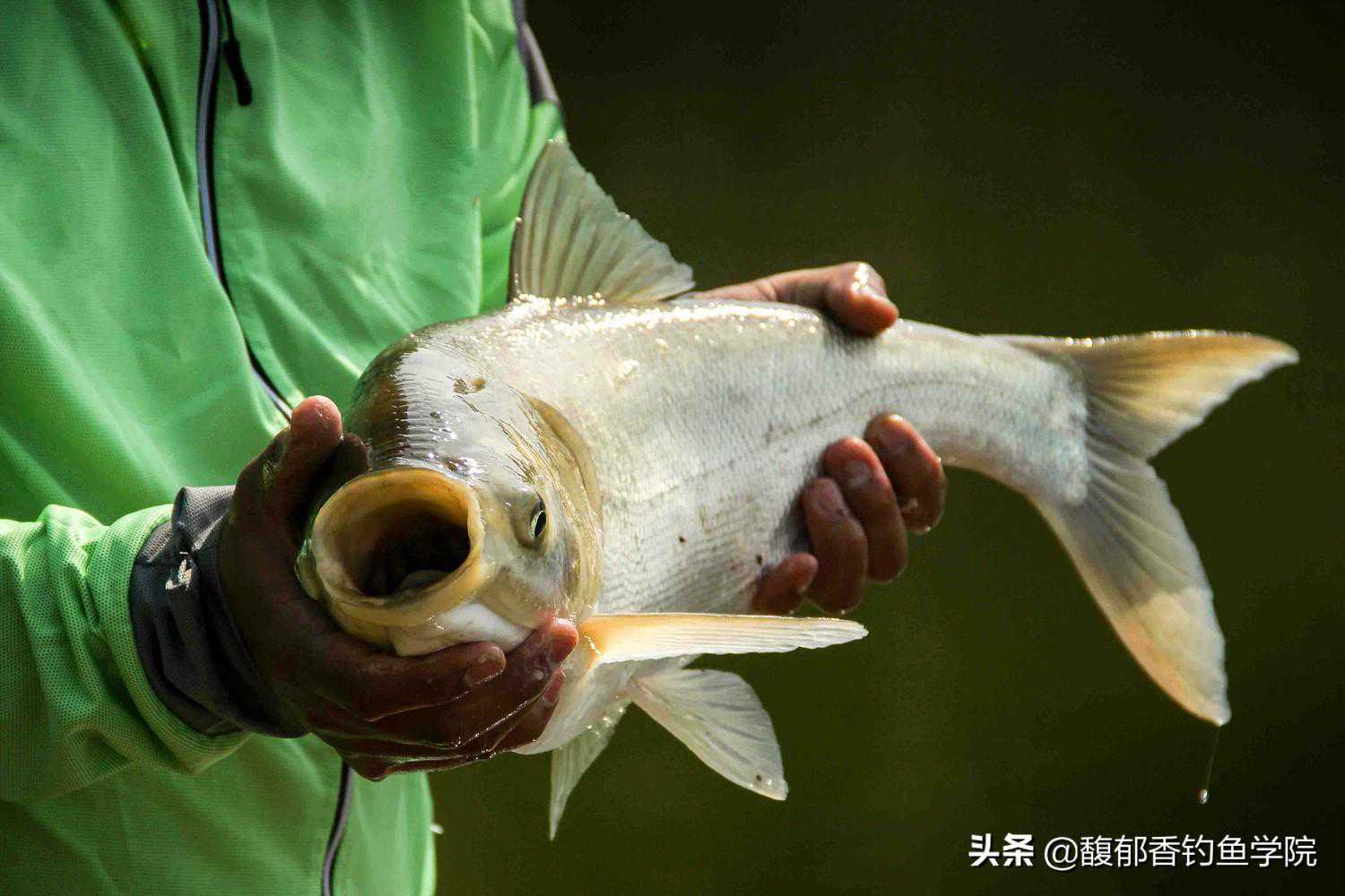 钓鲢鳙其实很容易，只要掌握了4个要点，大鱼抢着咬钩
