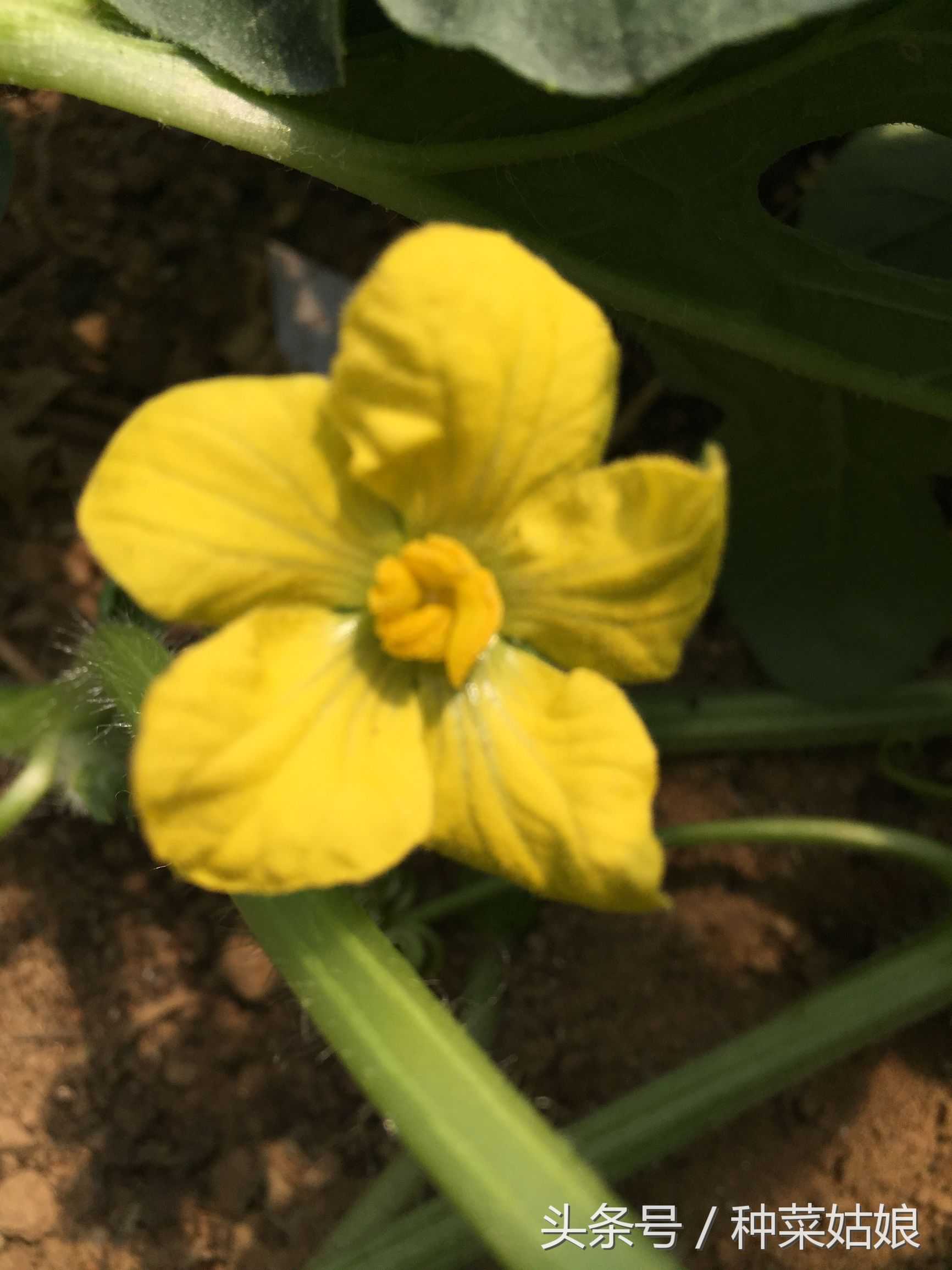 如何学种菜