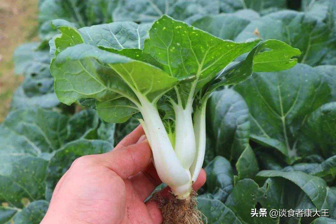 奶白菜你吃过吗？今天分享一道我家孩子超喜欢的蔬菜之一奶白菜