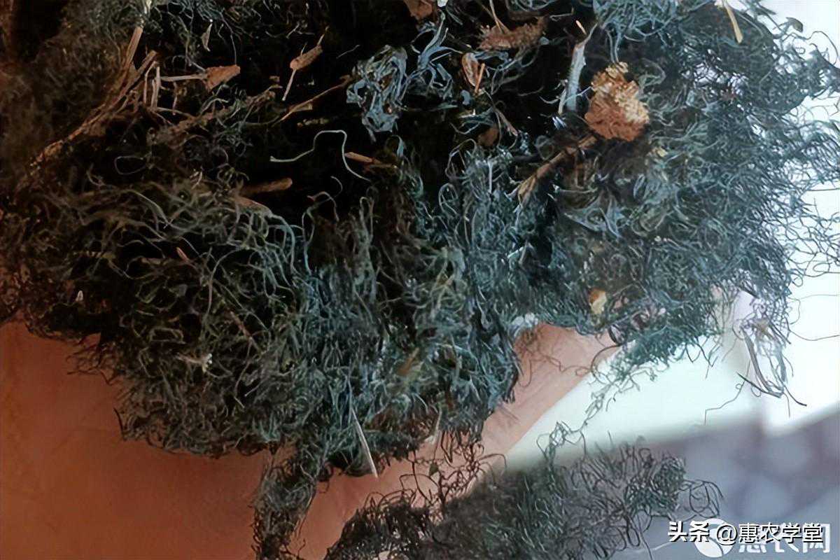 目前发菜价格多少钱一斤？发菜为什么那么贵？