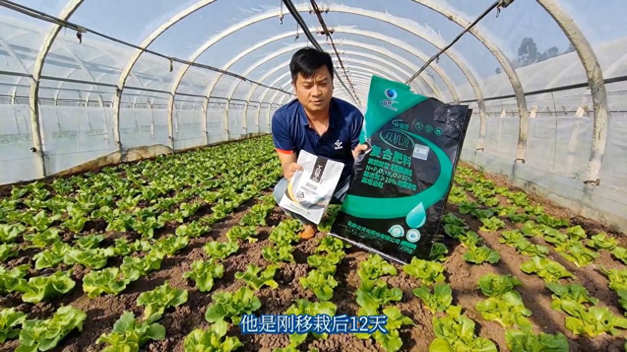 种生菜的老板快来看，用云天化套餐费，种精品蔬菜#农资