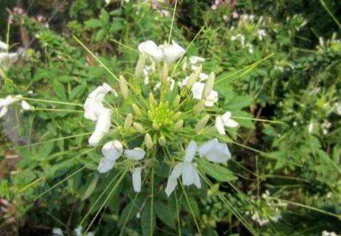 中药古今研究：白花菜