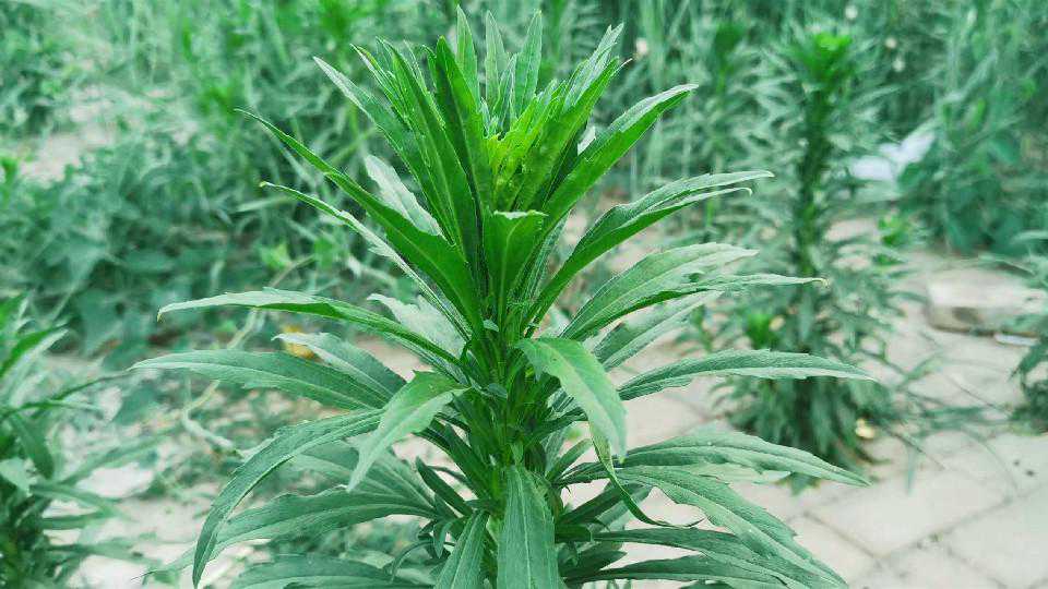 荠菜、苦瓜靠边站，6月多吃小蓬菜，清热下火，简单一拌，真香