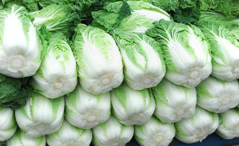 保存白菜很简单，牢记3点，放一冬也新鲜，不烂菜帮不黄叶不长芽