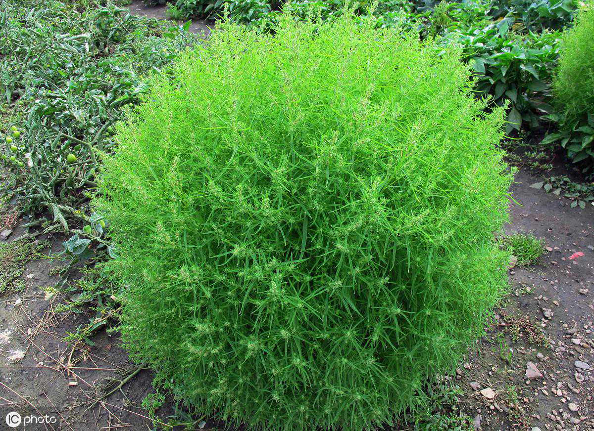 农村常见的扫帚菜不但是野菜，也可以作为绿植使用，夏季能移植吗