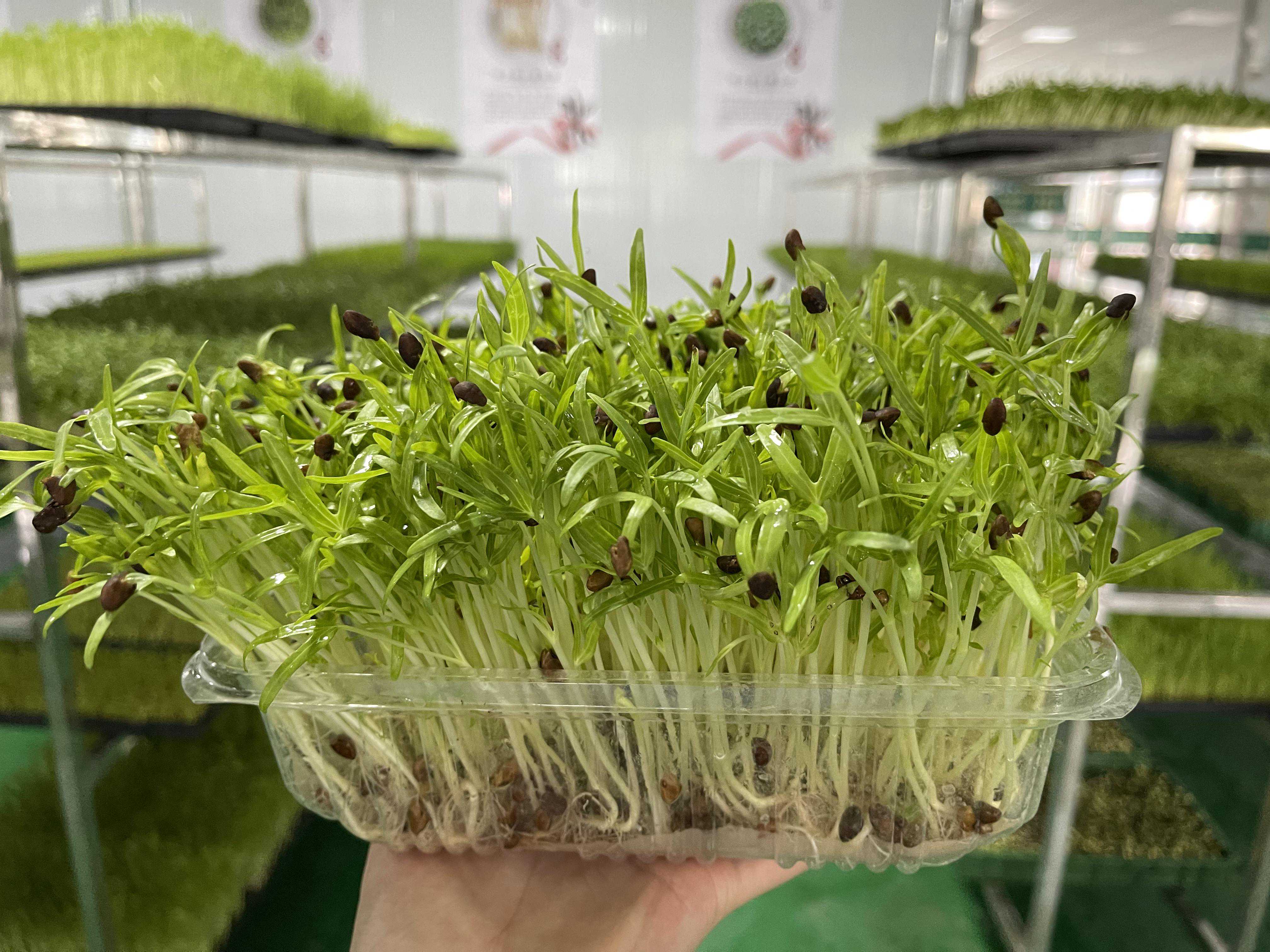 我的创业之路种植芽苗菜
