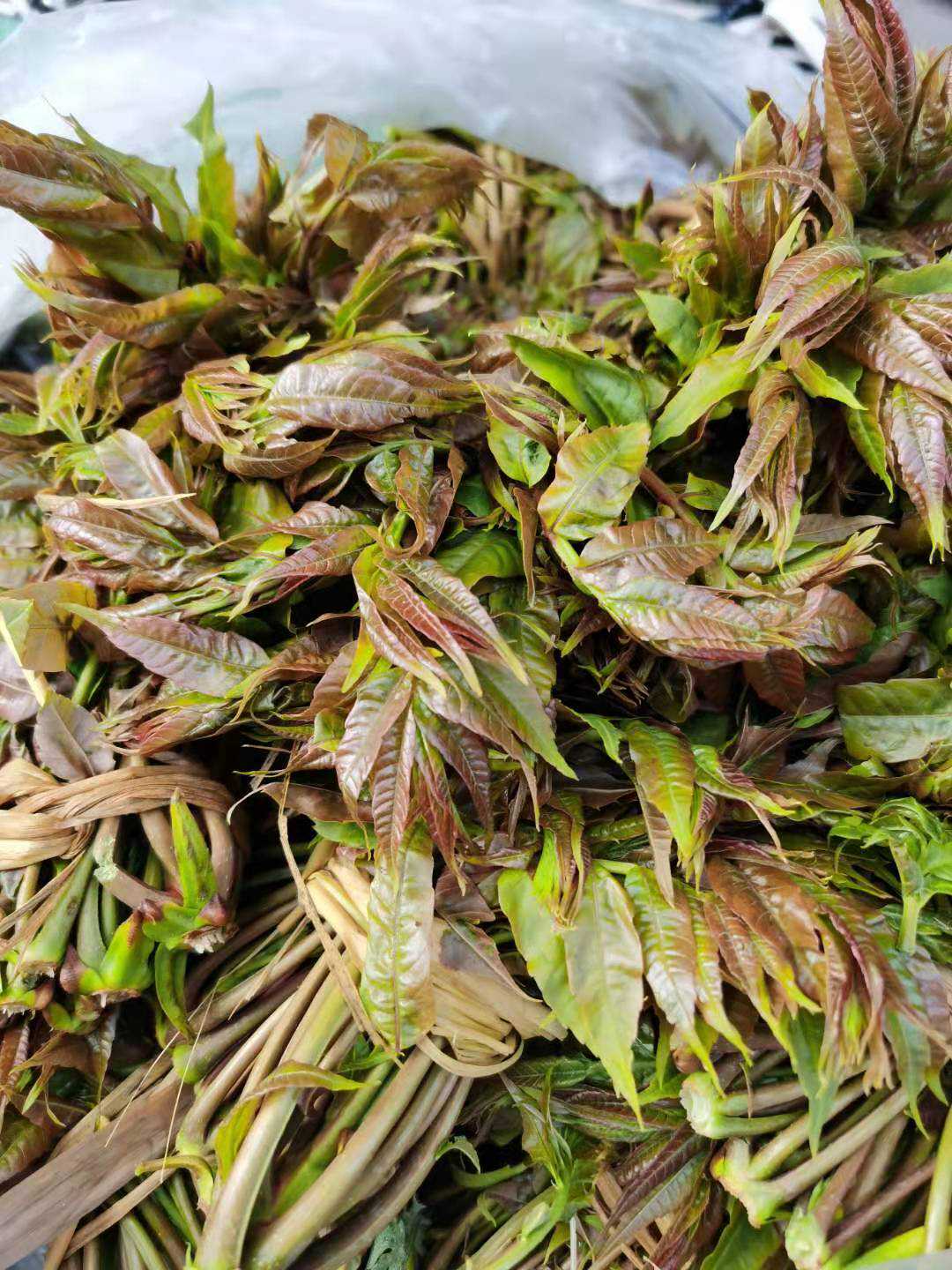 赏味春天，滇西野菜正新鲜