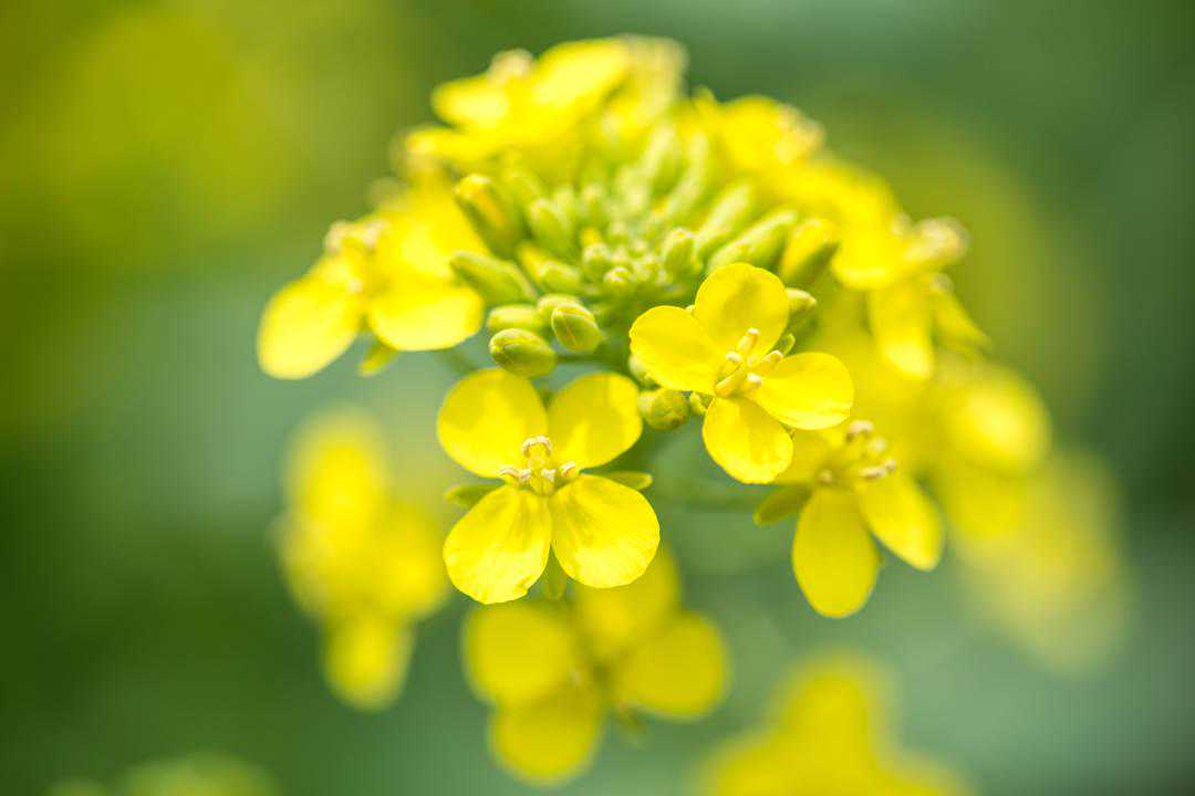 “油”这回事？你看的油菜，8000岁了