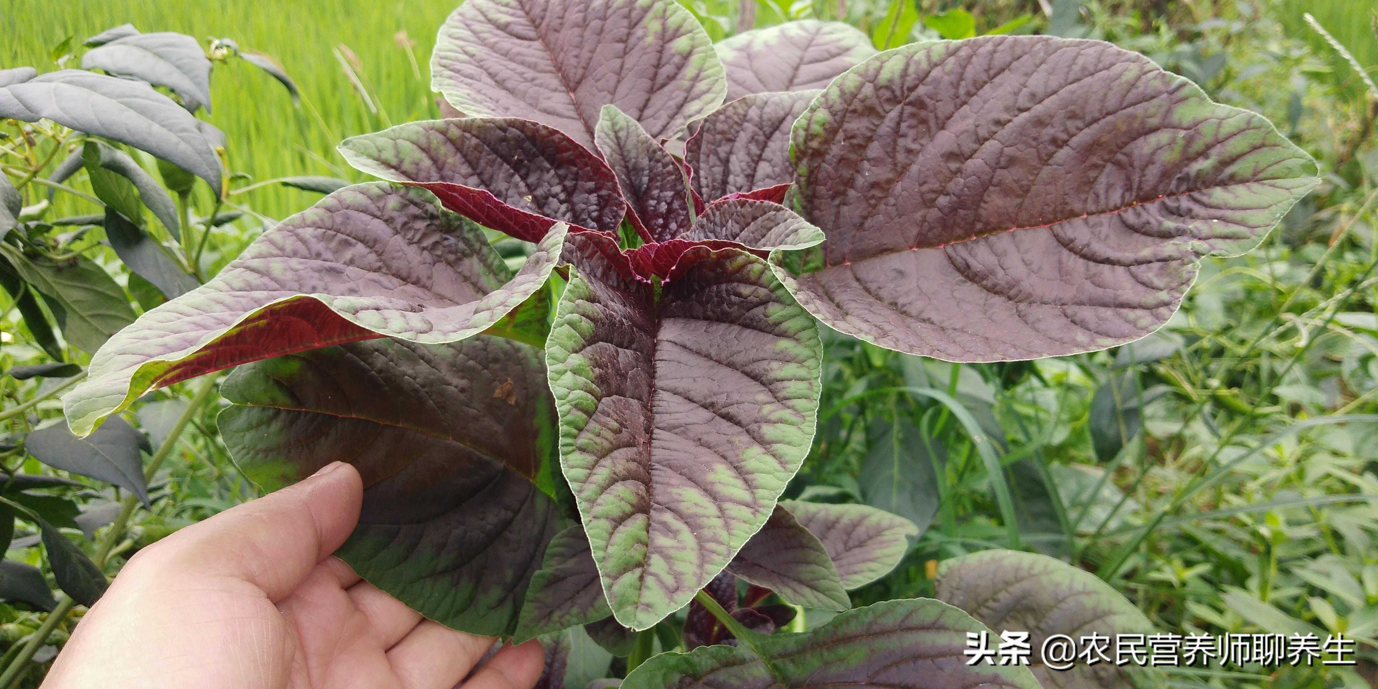 农村常见的苋菜为啥叫“长寿菜”，90岁的大爷一句话，说得有道理