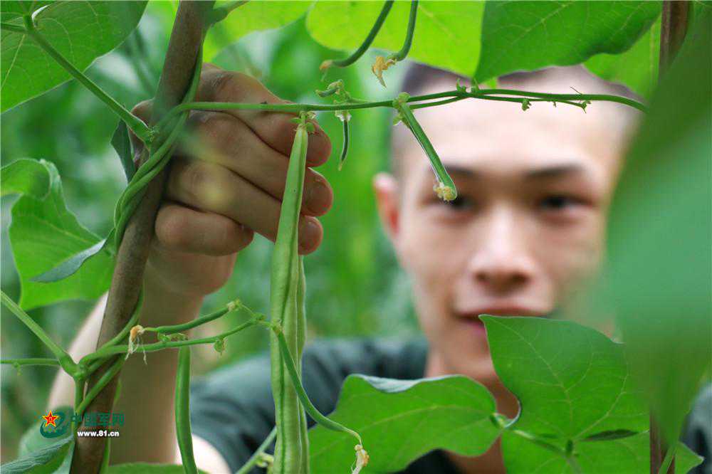 “鲜果时间”丨军营开心菜园大丰收！