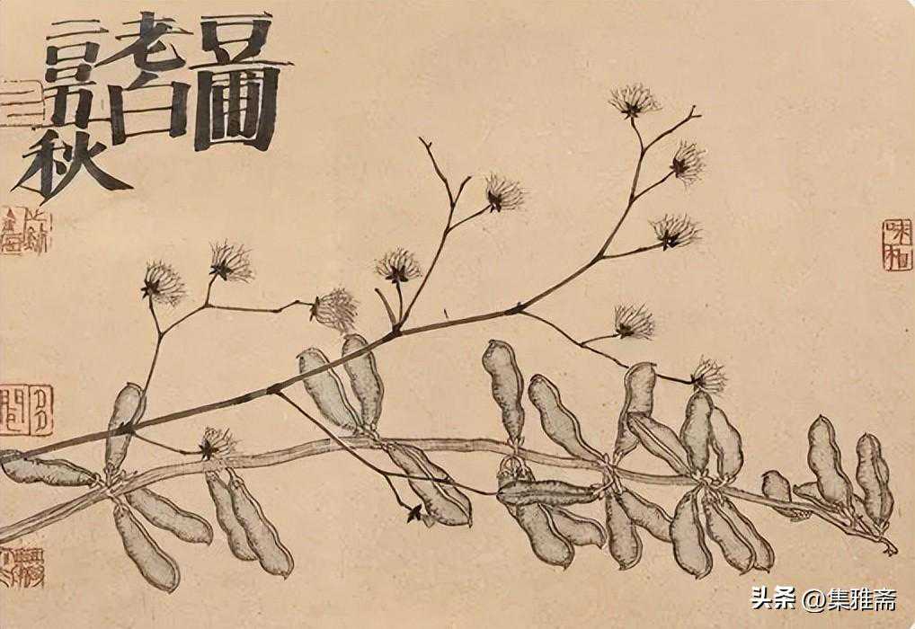 走进老圃的“菜园子”世界